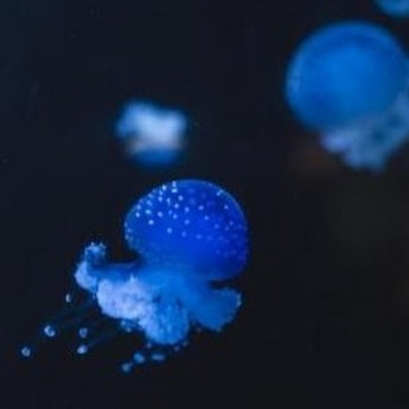 atomicblob